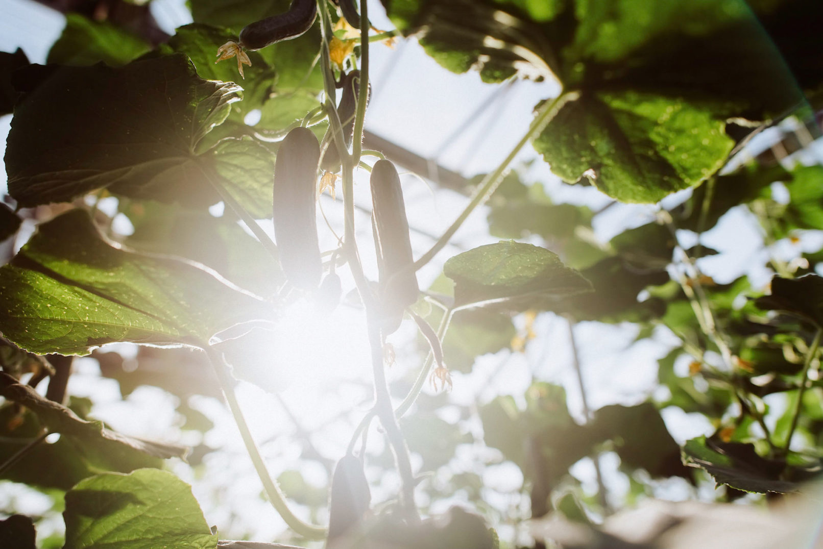 website fotos pfalz fesa gurke