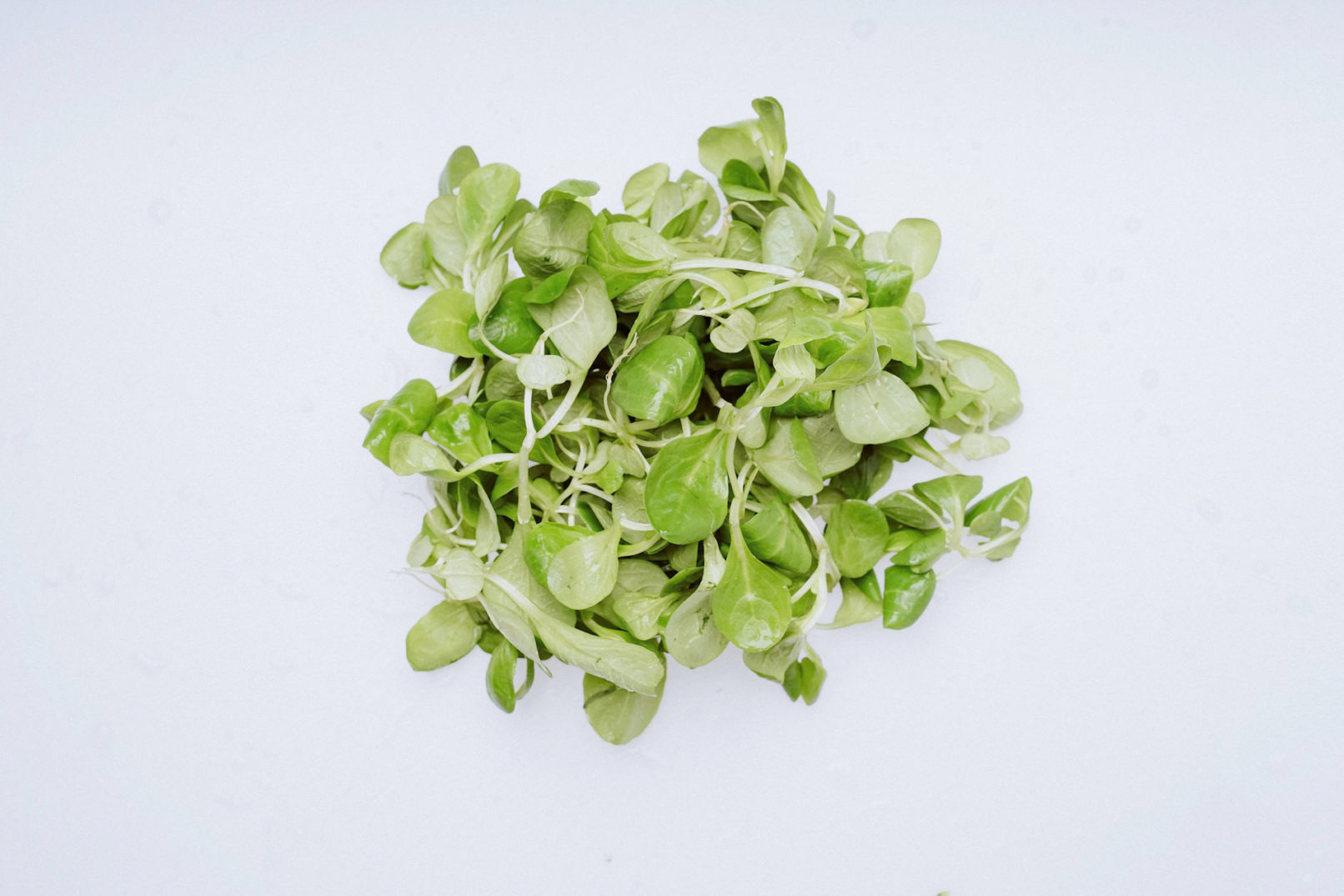 website fotos pfalz fesa